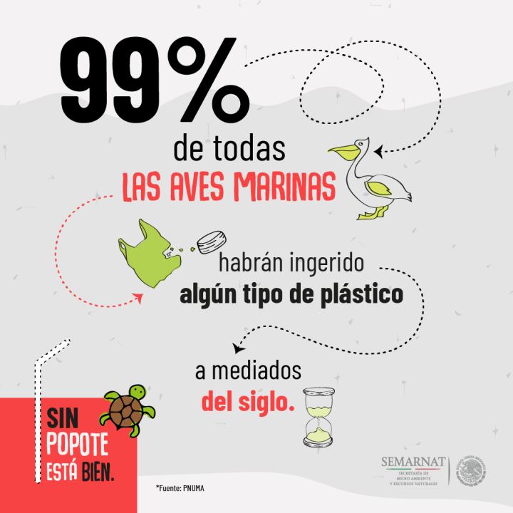 aves-marinas-popotes