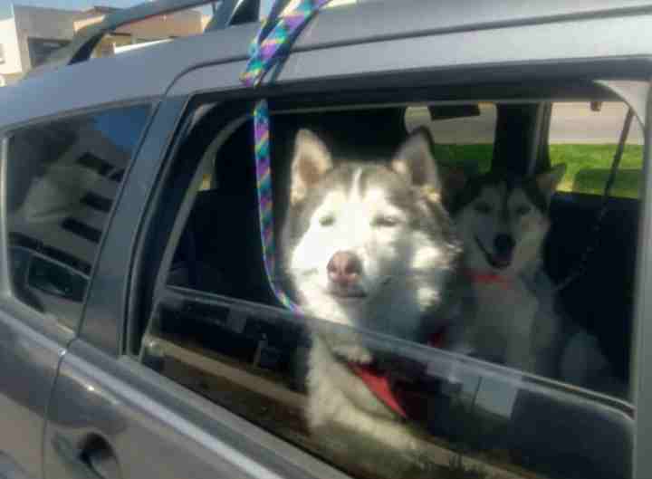 whatsappimage20200515at11.16.46am