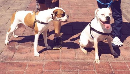 Día de muertos: A qué hora llegan las mascotas fallecidas (Shutterstock)